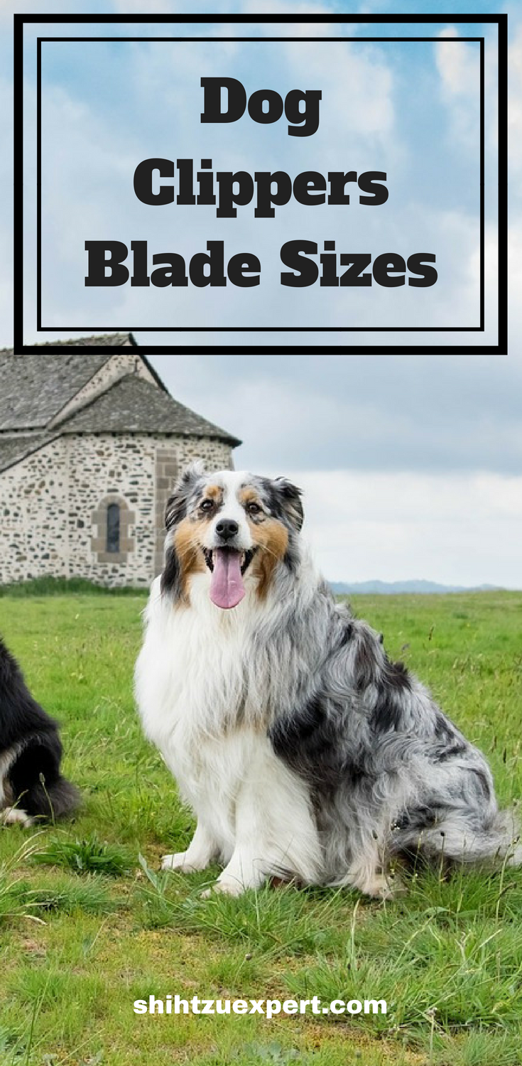 dog blade sizes